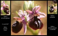 Ophrys-ferrum-equinum-x-reinholdii